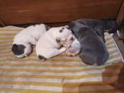 Francia bulldog kiskutyák