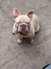 Francia Bulldog lila platina big rope fluffy hordozó kan