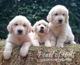 Golden retriever Gyönyörű kölykök