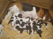 Gyönyörű basset hound kan kutyusok eladók