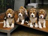 Gyönyörű beagle kölykök