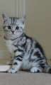 Gyönyörű fajtatiszta brit rövidszőrű cica