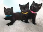 Gyönyörű fekete baba cica kapható