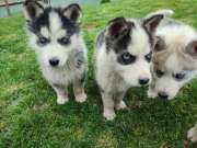 Gyönyörű kék szemű Husky kutyusok