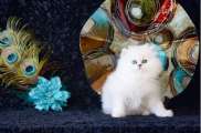 Gyönyörű nőstény perzsa cica
