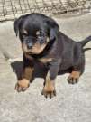 HAJDÚHÁZIROTTKENNEL