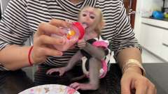 Hím és nőstény bébi kapucinus majmok kaphatók Hím és nőstény bébi kapu