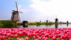 Hölgyeket és urakat keresünk Hollandiába virágokkal való munkavégzésr