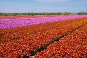 Hollandia mezőgazdasági munka