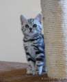 Imádnivaló fajtatiszta brit rövidszőrű cicák