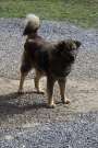 Kaukázusi Juhász kutya eladó 1 éves