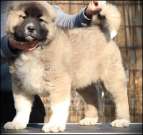 Kaukázusi juhászkutya GYÖNYÖRŰ kutyusok