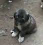 Kaukázusi kölyök kutya eladó