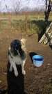 Kaukázusi kutya eladó 11hónapos szuka