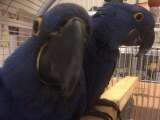 Kék ara papagáj pár