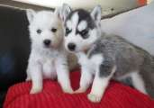 Kék szemű nőstény szibériai husky kölyök