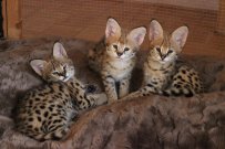 Kittensn serval szavanna és caracal eladó