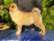 Korean Jindo Dog puppies for sale