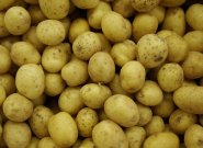 Krumpliraktar Nemetorszagba