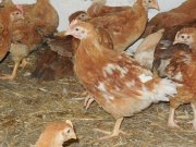 Kukoricadarán nevelt 5 hetes csirke eladó