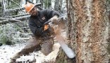 Külföldi lehetőség erdei munkások favágók számára 1600 euró