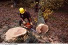 Külföldi lehetőség erdei munkások favágók számára