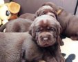 Labrador  csokibarna kiskutyák