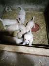Labrador kiskutyák eladók