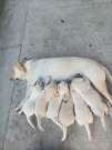 Labrador kiskutyák gazdisodnának