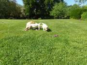 Labrador retriever kiskutyák