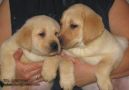 Labrador retriever kiskutyak eladok