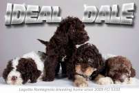 Lagotto Romagnolo kölykök