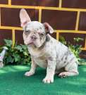 Lila merle Francia bulldog