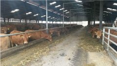 Limousin pregnant heifers