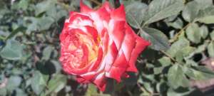 Magastőrzsű rózsa
