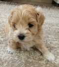 Maltipoo kisfiú