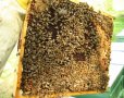 Méhcsaládok kaptárral együtt eladók Zala megyében