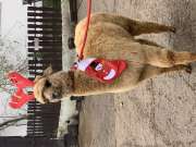 Meseszép alpakák Mikulásra baráti áron