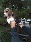 Minőségi beagle kutyusok