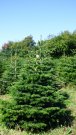 Normand Ezüst  luc fenyőfa karácsonyra nagy mennyiségben eladó