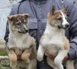 Nyugatszibériai kiskutyák