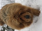 Oroszlan fejű Tibeti Mastiff kutya kölykök
