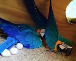 Papugi és ich urodzajne tojás sprzeda