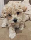 Prémium maltipoo