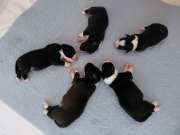 Pui masculi de Border collie