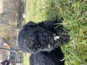 Puli keverék kiskutyák