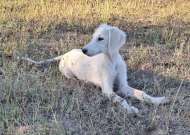 Saluki Perzsa agár