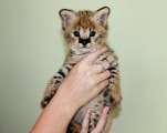 Savannah kiscicák serval és caracal 4 hetesek