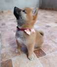 Shiba inu  kölykök