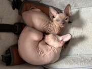 Sphynx cicák gazdit